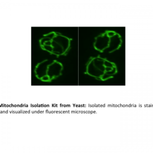 Mitochondria Isolation Kit from Yeast