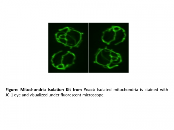 Mitochondria Isolation Kit from Yeast