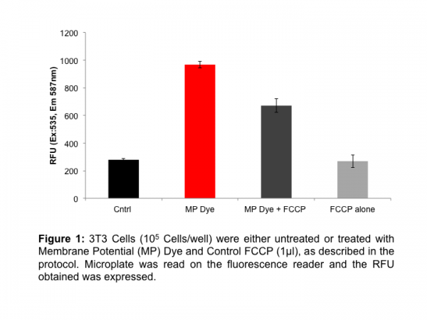 Mitochondria Membrane Potential Assay (TMRE)