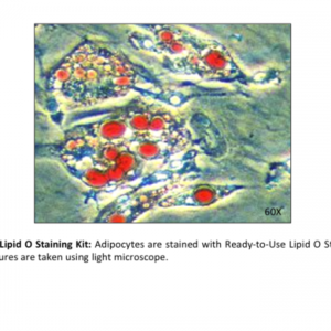 Lipid O Staining Kit (100 Assays)