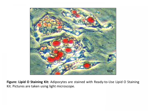 Lipid O Staining Kit (100 Assays)
