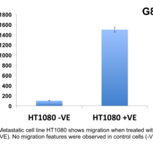 Cell Migration Assay 24 well, 8 μm (Absorbance-12 Assays)