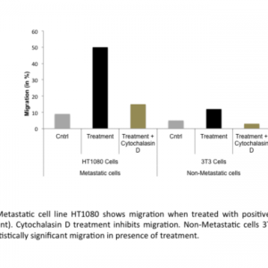 Cell Migration Assay 24 well, 8 μm (Fluorometric-12 Assays)
