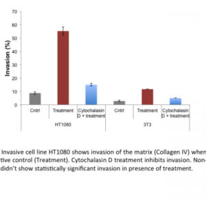 Cell Invasion Assay (Collagen IV) 24 well,8 μm :Fluorometric-12 Assays