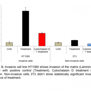 Cell Invasion Assay (Laminin) 24 well,8 μm (Fluorometric-12 Assays)