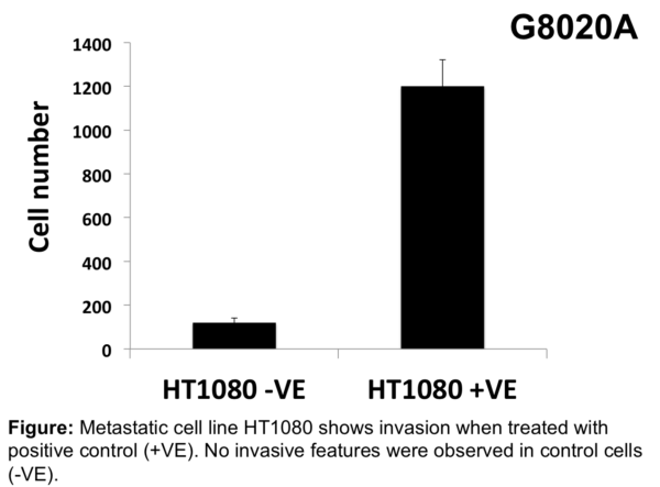 Cell Invasion Assay (Fibronectin) 24 well, 8 μm: Absorbance-12 Assays
