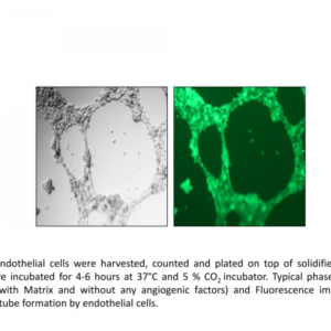 Angiogenesis Tube Formation Assay (50 Assays)