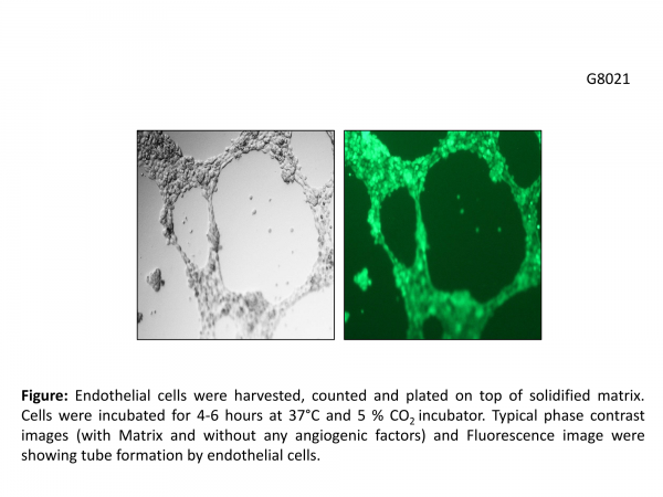 Angiogenesis Tube Formation Assay (50 Assays)