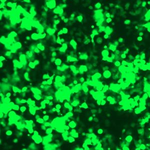 293-PrecisionFectin™ Transfection reagent (TF072-1000)