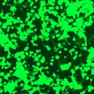 PrecisionFectin™ Transfection reagent (TF071-250)